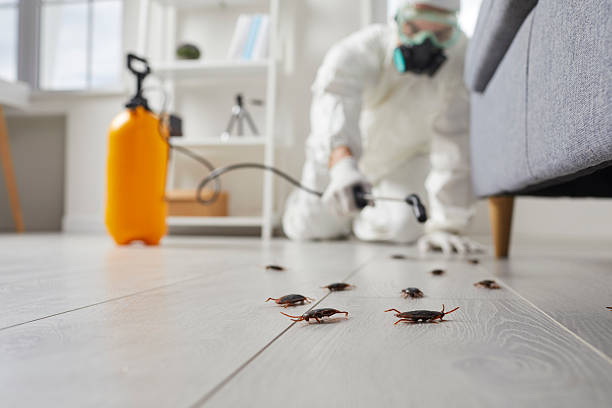 Post-Treatment Bed Bug Interceptor Monitoring in Flowing Wells